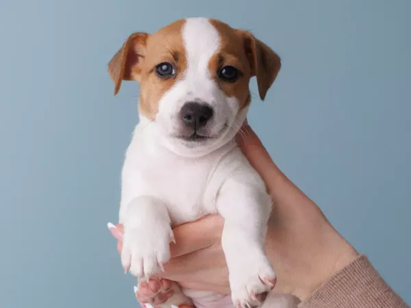 Seguro ASISA para una mascota recién adoptada